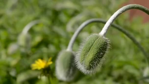 Poppy toppen in de wind van de lente — Stockvideo