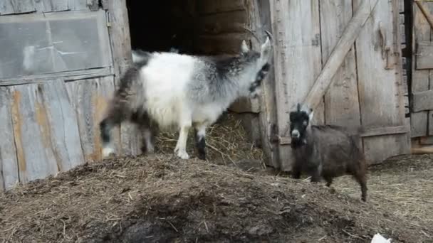 Козы играют на старой ферме — стоковое видео