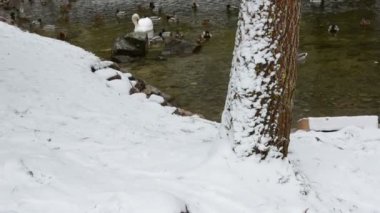 gölet ve kar kış kuşlar