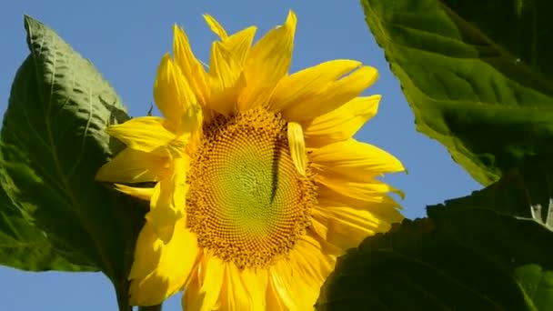 Sunflower blossom on sky and wind — Stock Video