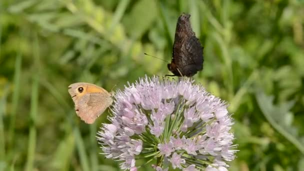 Diverse vlinder aan knoflook bloesem — Stockvideo