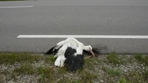 Cigüeña blanca muerta en autopista y coche — Vídeos de Stock