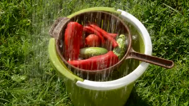 Різні овочі поливають у відрі — стокове відео