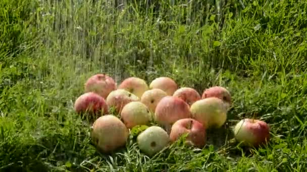 Πότισμα το καλοκαίρι τα μήλα στο γρασίδι — Αρχείο Βίντεο