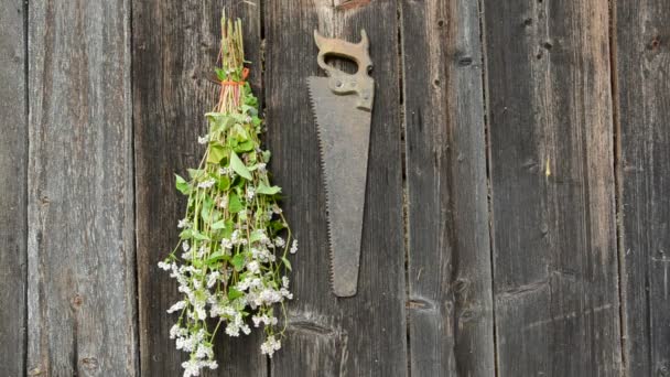 Hanging herbs bunch on old wooden wall — Stock Video
