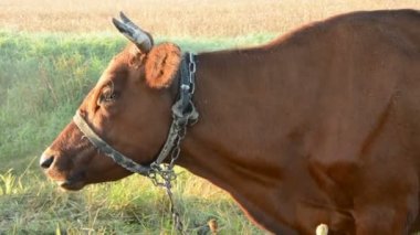 inek ve yaz sabah sis