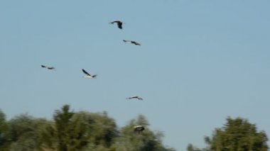 Yaz sonunda Beyaz leylekler