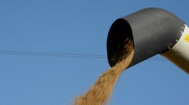 wheats veld afvlakken na zomer storm