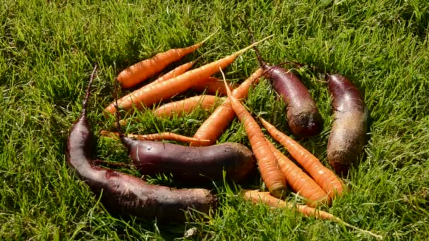 Поливати овочі на літній траві — стокове відео