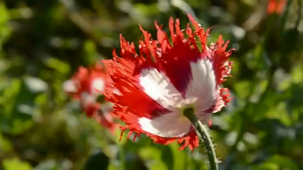 Red and white poppy blossoms and wind — Stock Video
