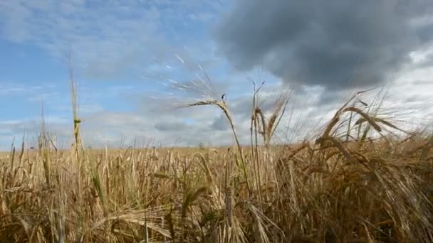 Vent de fin d'été et nuages de pluie dans le champ d'orge — Video