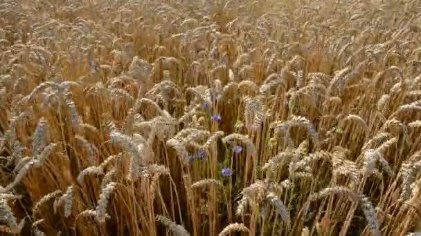 Zomer einde gewas veld en wind — Stockvideo