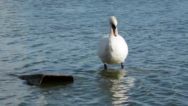 Cisne branco na baía do mar de verão — Vídeo de Stock