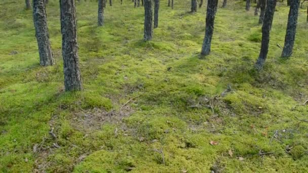 Hermoso bosque de pino — Vídeo de stock