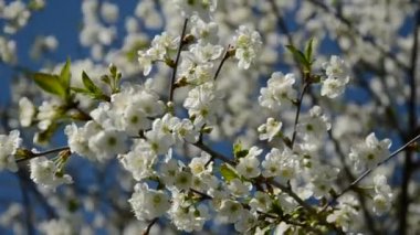 kiraz ağacının çiçekleri gökyüzü arka plan üzerinde