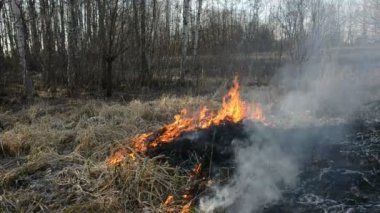 kuru ot tehlike yangın orman