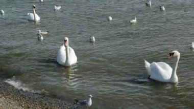 Kuğular ve deniz suyu üzerinde martıların