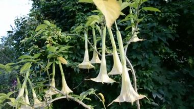 Datura angel's trompet çiçeği ve Rüzgar