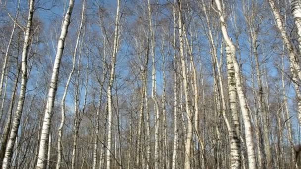 Panorama de forêt de bouleaux de printemps 