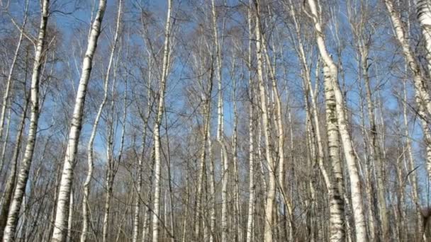 Spring birches forest panorama — Stock Video