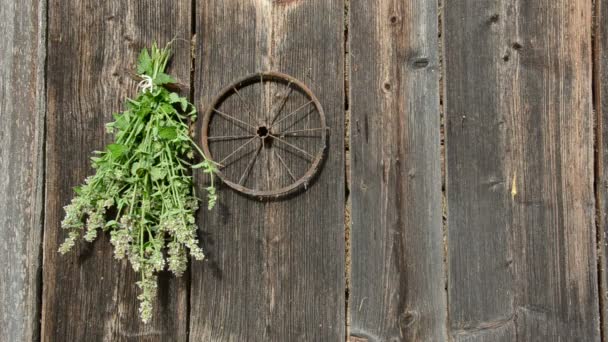 Hanging medical herbs bunch on wooden wall — Stock Video