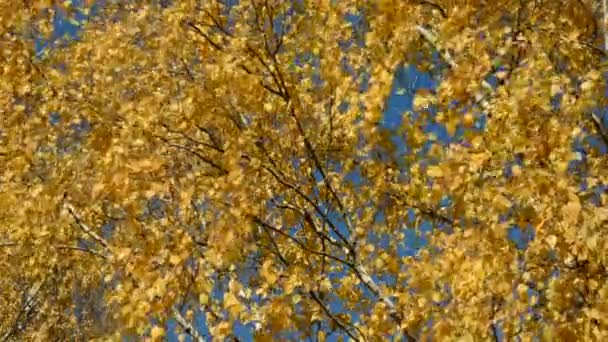 Золотая осенняя березовая листва — стоковое видео