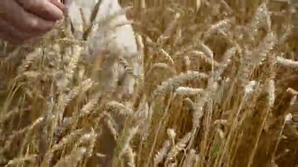 Farmer hands pluck wheat ears — Stock Video