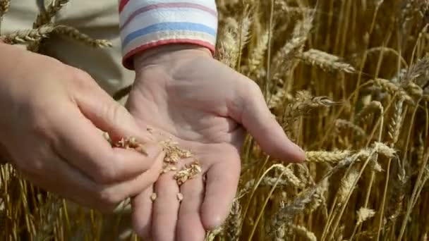 Granjero comprobando granos de cultivo en las manos — Vídeos de Stock