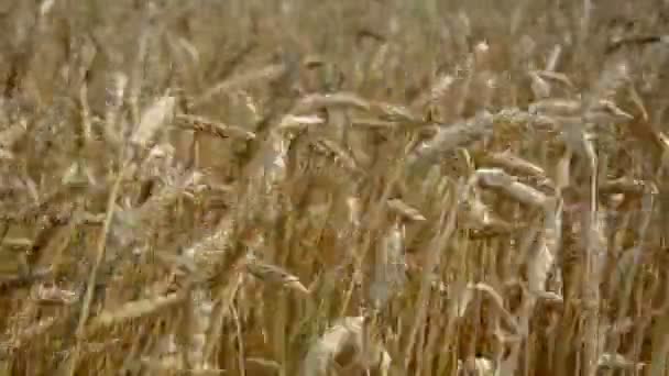 Cultivo de espigas en verano viento — Vídeo de stock