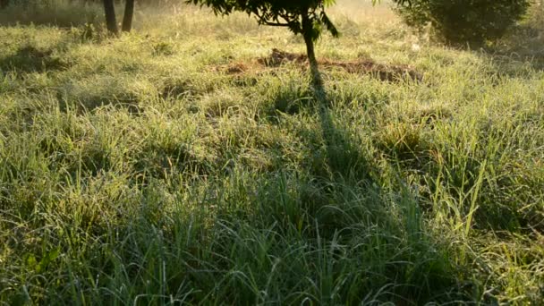 Zomer einde ochtenddauw op gras — Stockvideo