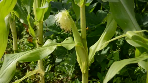 Farmer hands pluck crop spadix — Stock Video