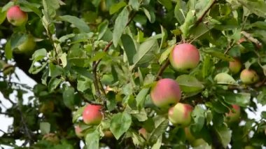 Yaz elma ağacı ve Rüzgar