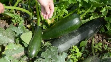 kırsal çiftlik taze kabak hasat