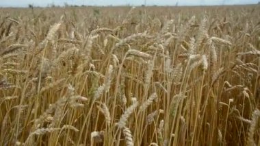 Yaz Rüzgar kulaklarında buğday