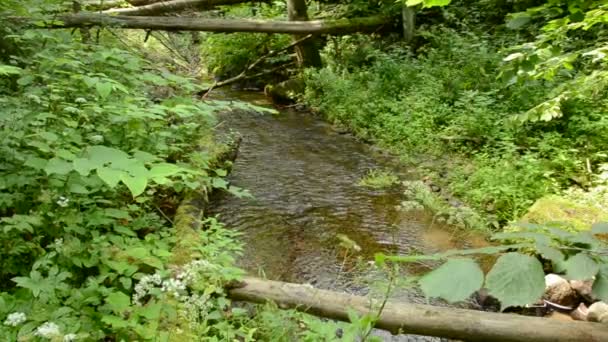 Pequeño río en el bosque — Vídeo de stock