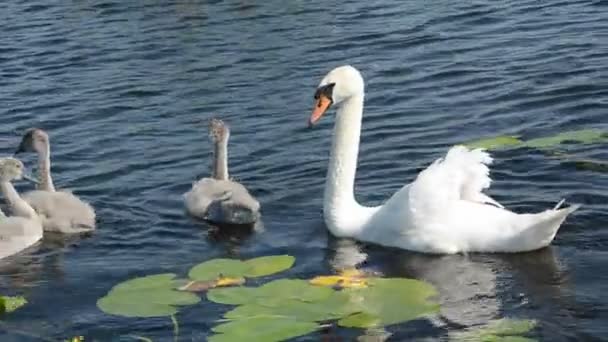 Семья белых лебедей с несовершеннолетними в озере — стоковое видео