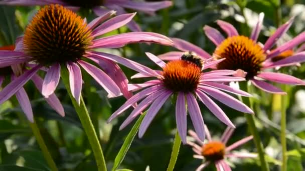 Bloemen met bumble-bee en wind — Stockvideo