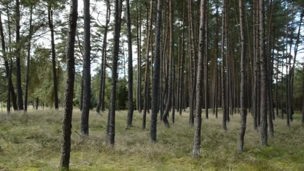 Sommerausklang im schönen Kiefernwald — Stockvideo