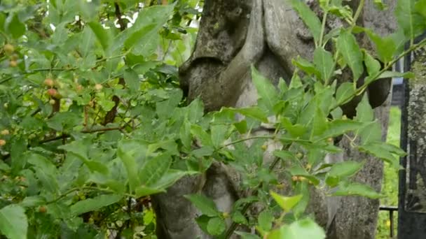 Vintage ängel skulptur på gamla kyrkogården — Stockvideo