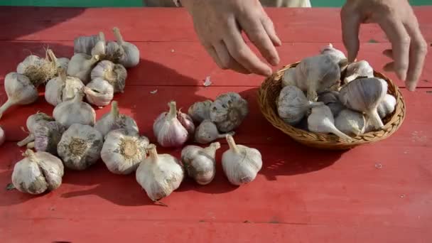 Cosecha de ajo en mesa de jardín — Vídeo de stock