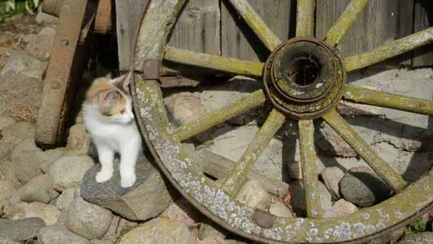 Kitten and historical broken wheel — Stock Video
