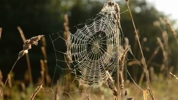 Sabah sonbahar örümcek ağı — Stok video