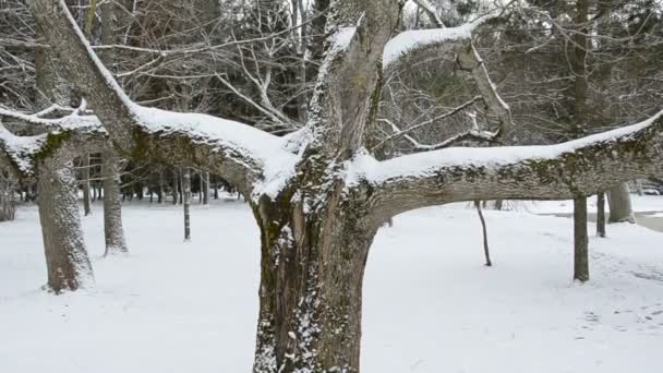 Árbol de invierno y nieve en el parque — Vídeos de Stock