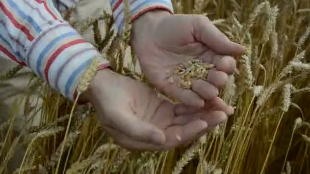 看着夏田作物籽粒的农夫 — 图库视频影像