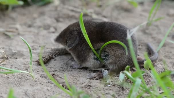 Zoogdier gemeenschappelijk spitsmuis sorex araneus op zomer gras — Stockvideo