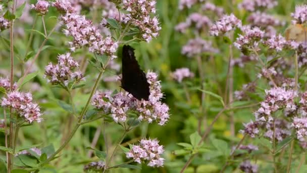 Πεταλούδα παγώνι σε άγρια έλαια majoram άνθη — Αρχείο Βίντεο