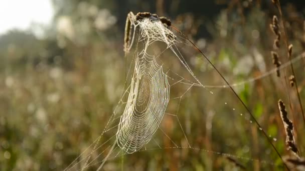 Spinnenweb op herfst gras — Stockvideo