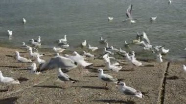 martıların Denizi kıyılarında