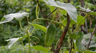 taze salatalık bahçesinde koparmak