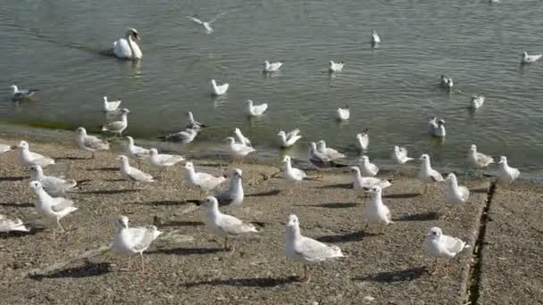 Swan and seagulls on the sea coast — Stock Video